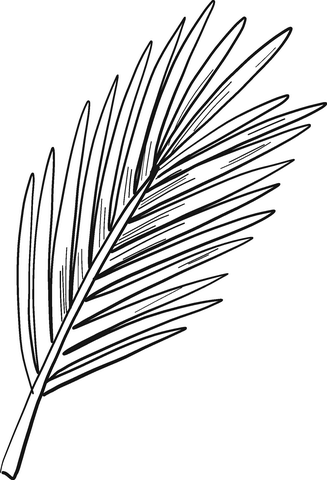 Evergreen Tree Branch From Pine Trees Coloring Page